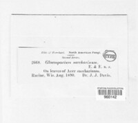 Gloeosporium saccharinum image